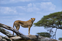 African Safari, Niche Travel Group Travel Agent